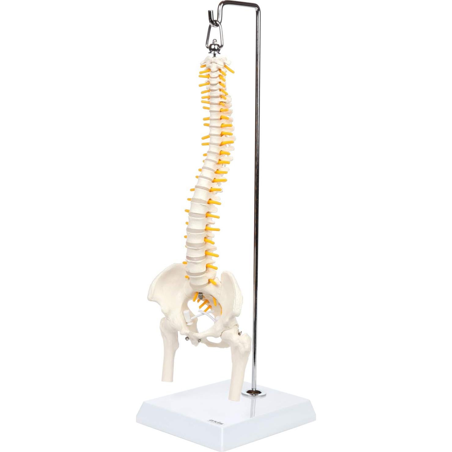 Modelo de Anatomía de Columna Vertebral Miniatura Axis Scientific 39.37 cm