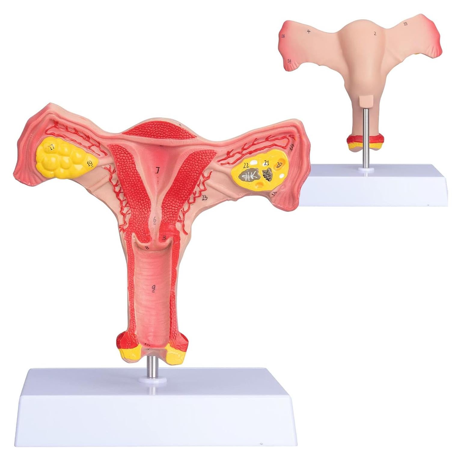 Modelo de Órgano Reproductor Femenino ANNWAN a Tamaño Real