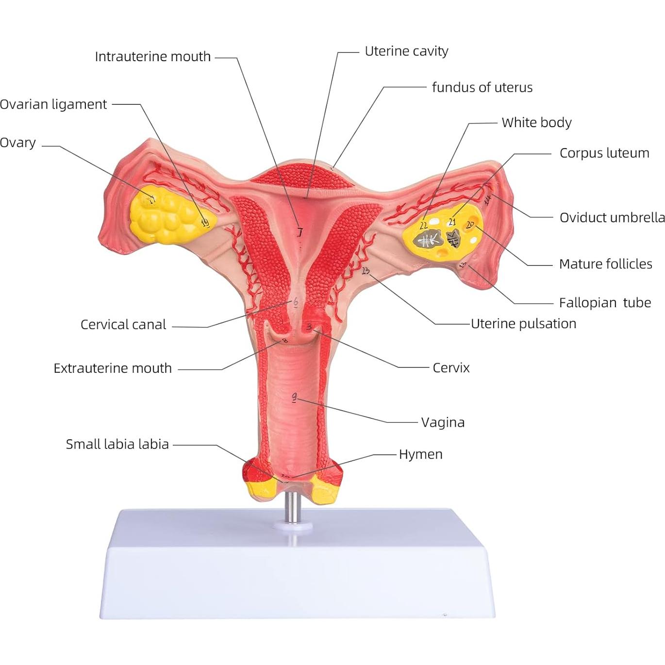 Modelo de Órgano Reproductor Femenino ANNWAN a Tamaño Real