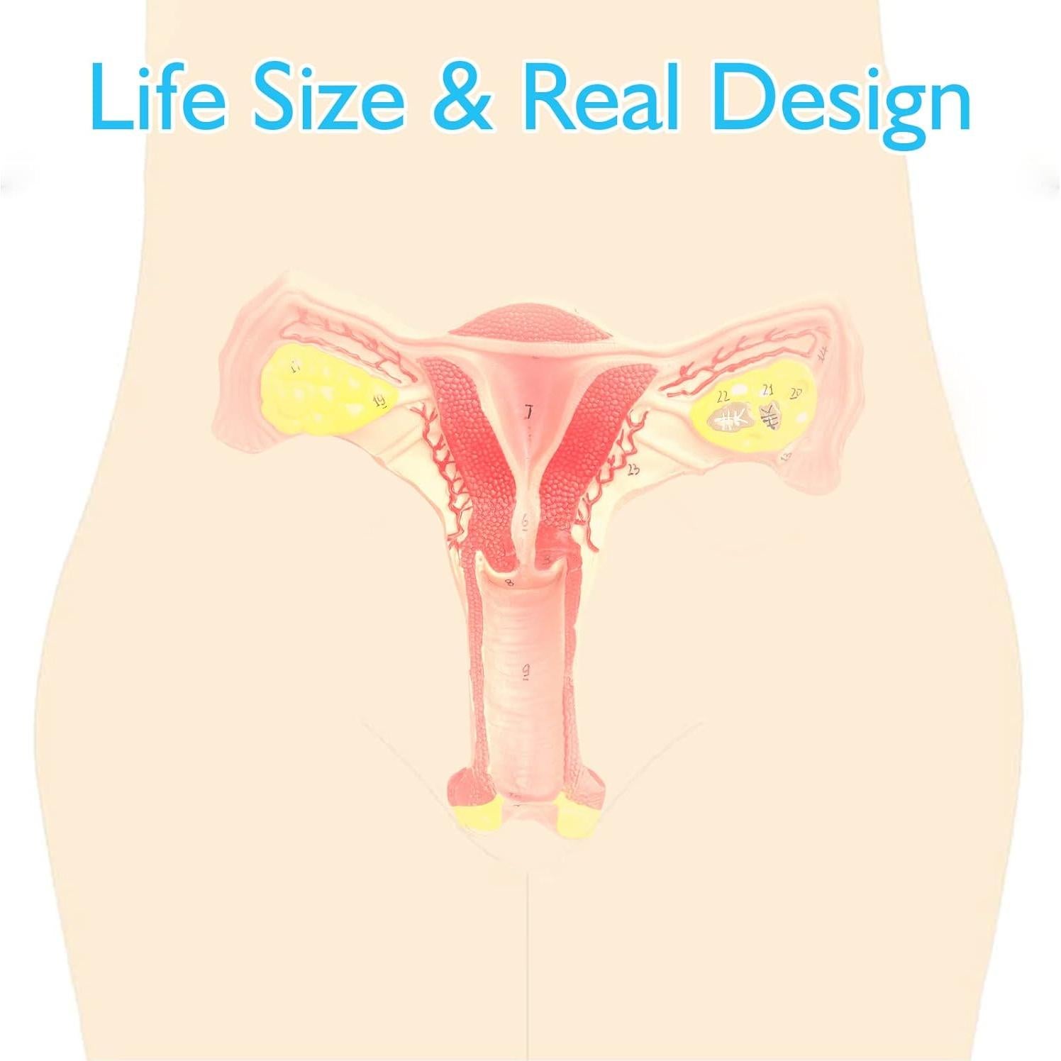 Modelo de Órgano Reproductor Femenino ANNWAN a Tamaño Real