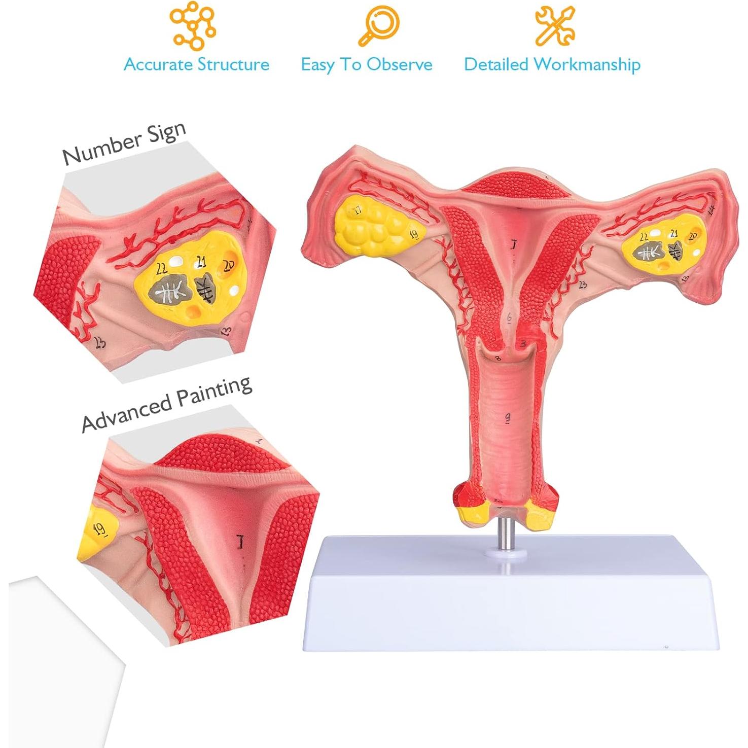 Modelo de Órgano Reproductor Femenino ANNWAN a Tamaño Real
