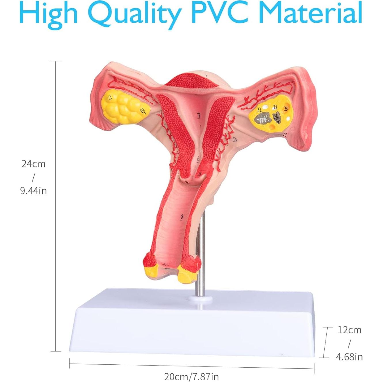 Modelo de Órgano Reproductor Femenino ANNWAN a Tamaño Real