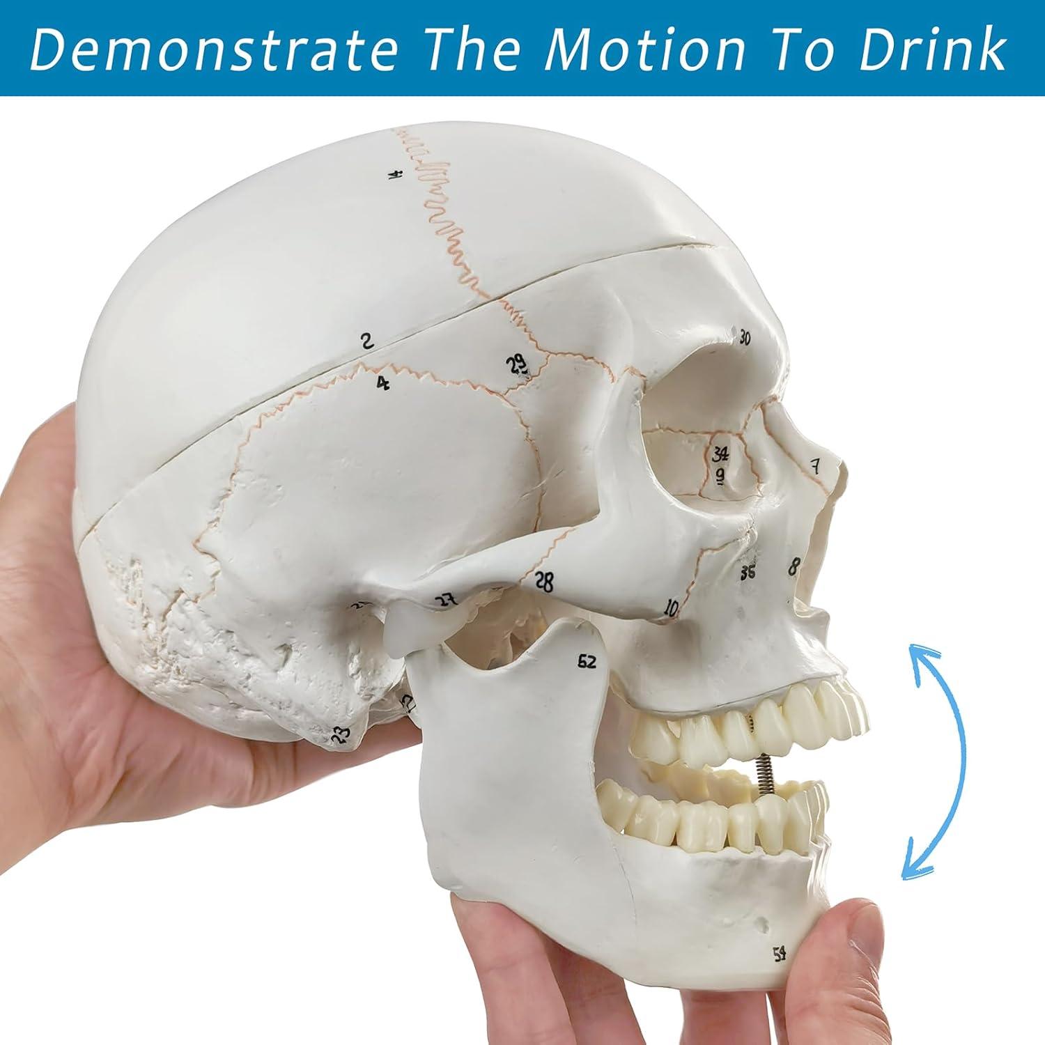 Modelo Anatómico de Cráneo Humano Merinden 3 Partes Realista