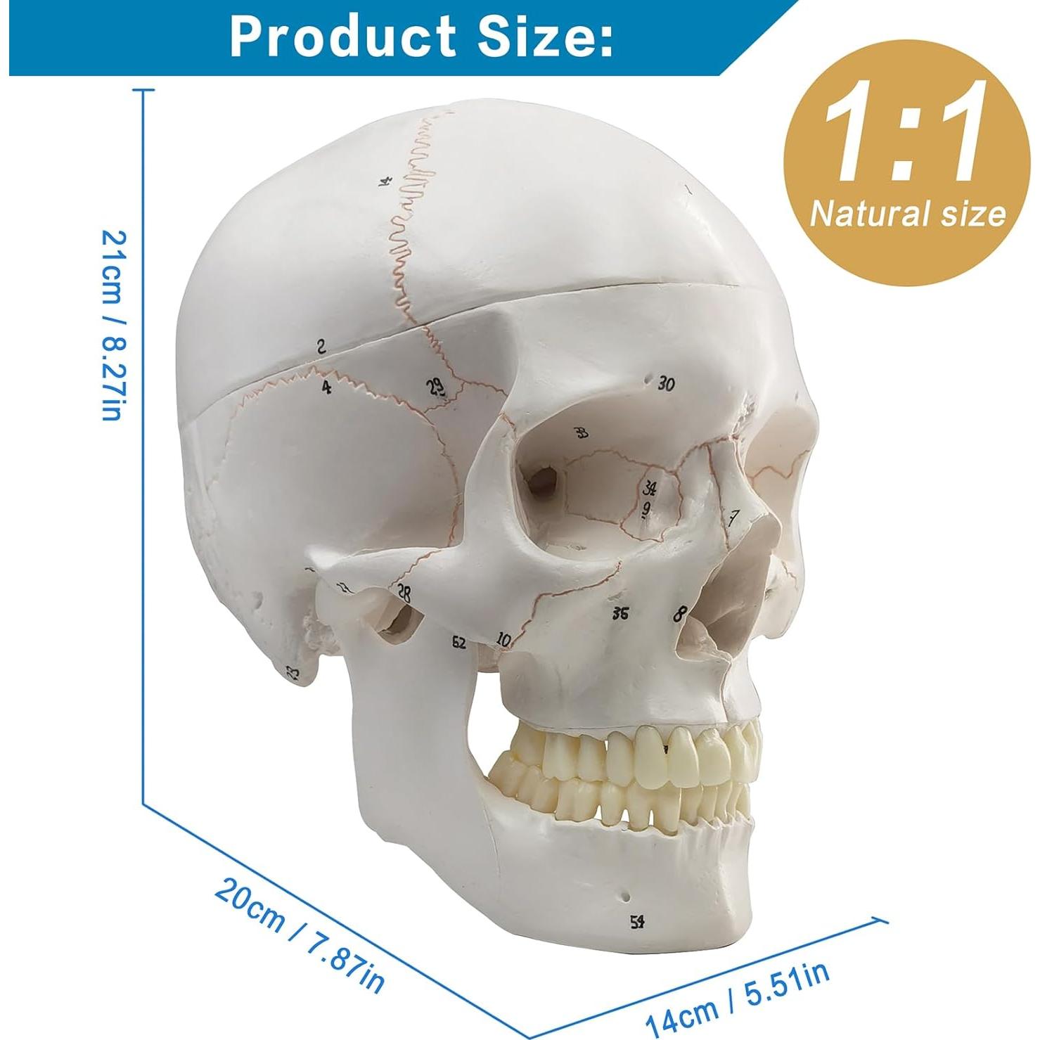 Modelo Anatómico de Cráneo Humano Merinden 3 Partes Realista