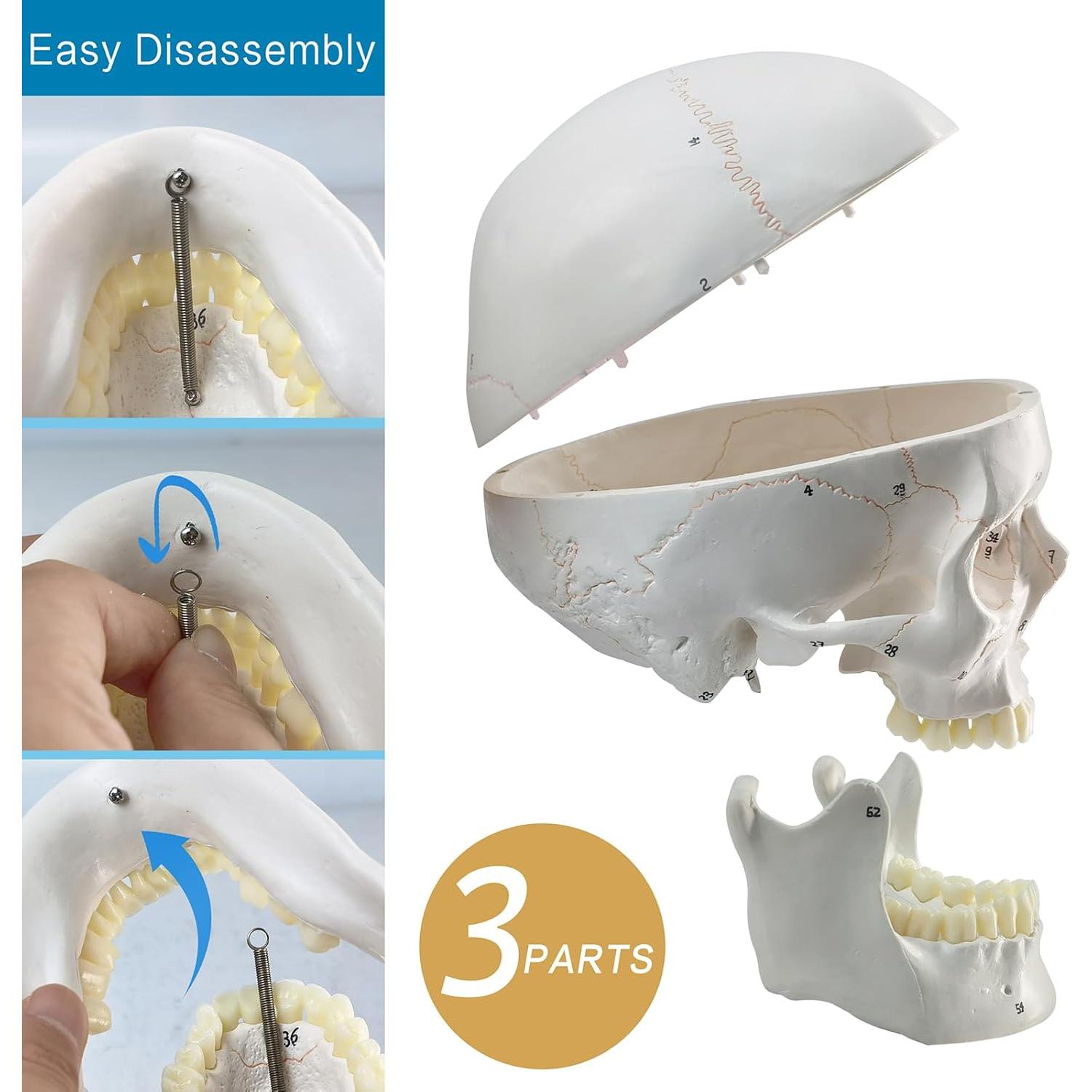 Modelo Anatómico de Cráneo Humano Merinden 3 Partes Realista