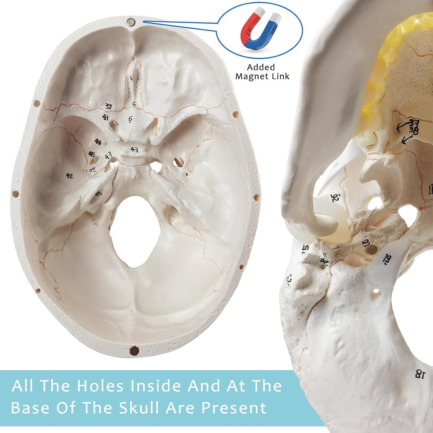 Modelo Anatómico de Cráneo Humano Merinden 3 Partes Realista