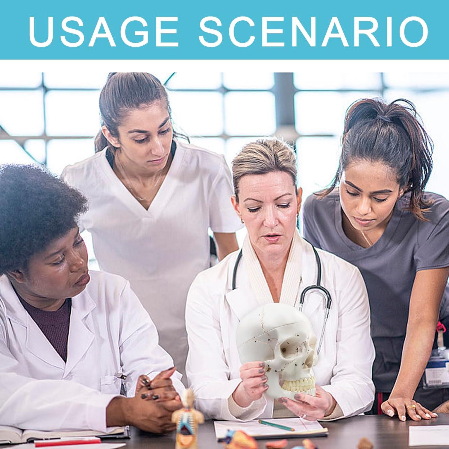 Modelo Anatómico de Cráneo Humano Merinden 3 Partes Realista