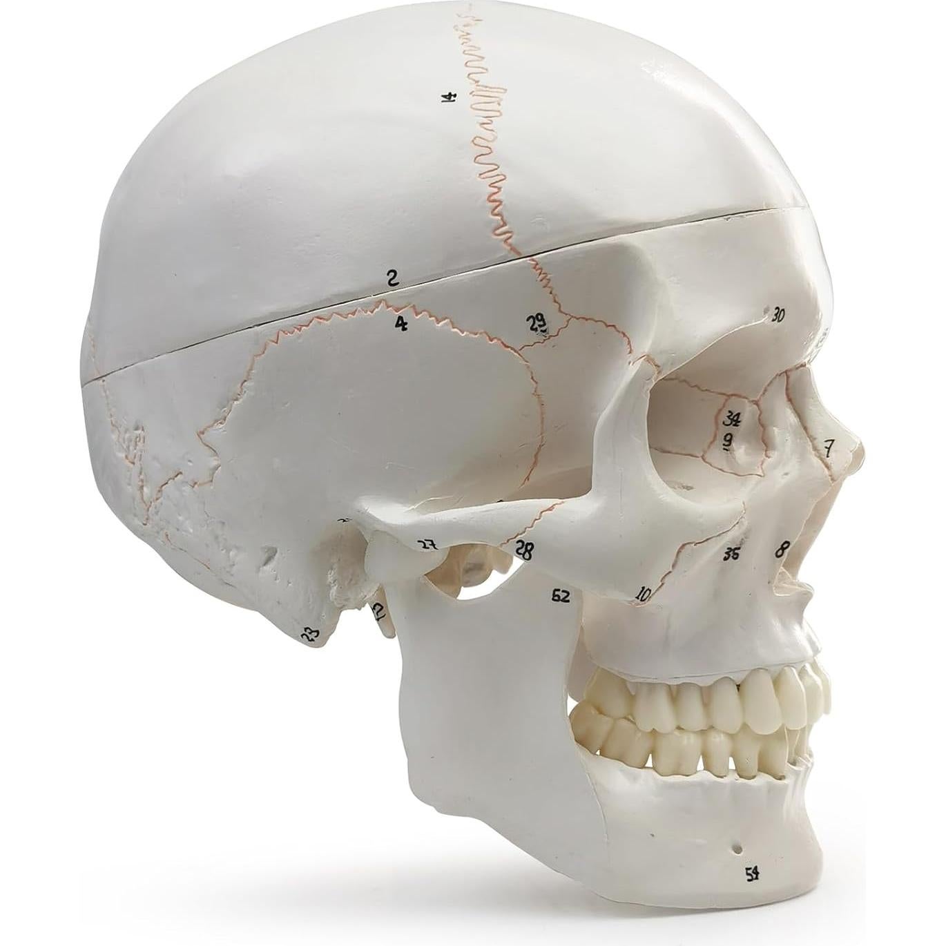 Modelo Anatómico de Cráneo Humano Merinden 3 Partes Realista