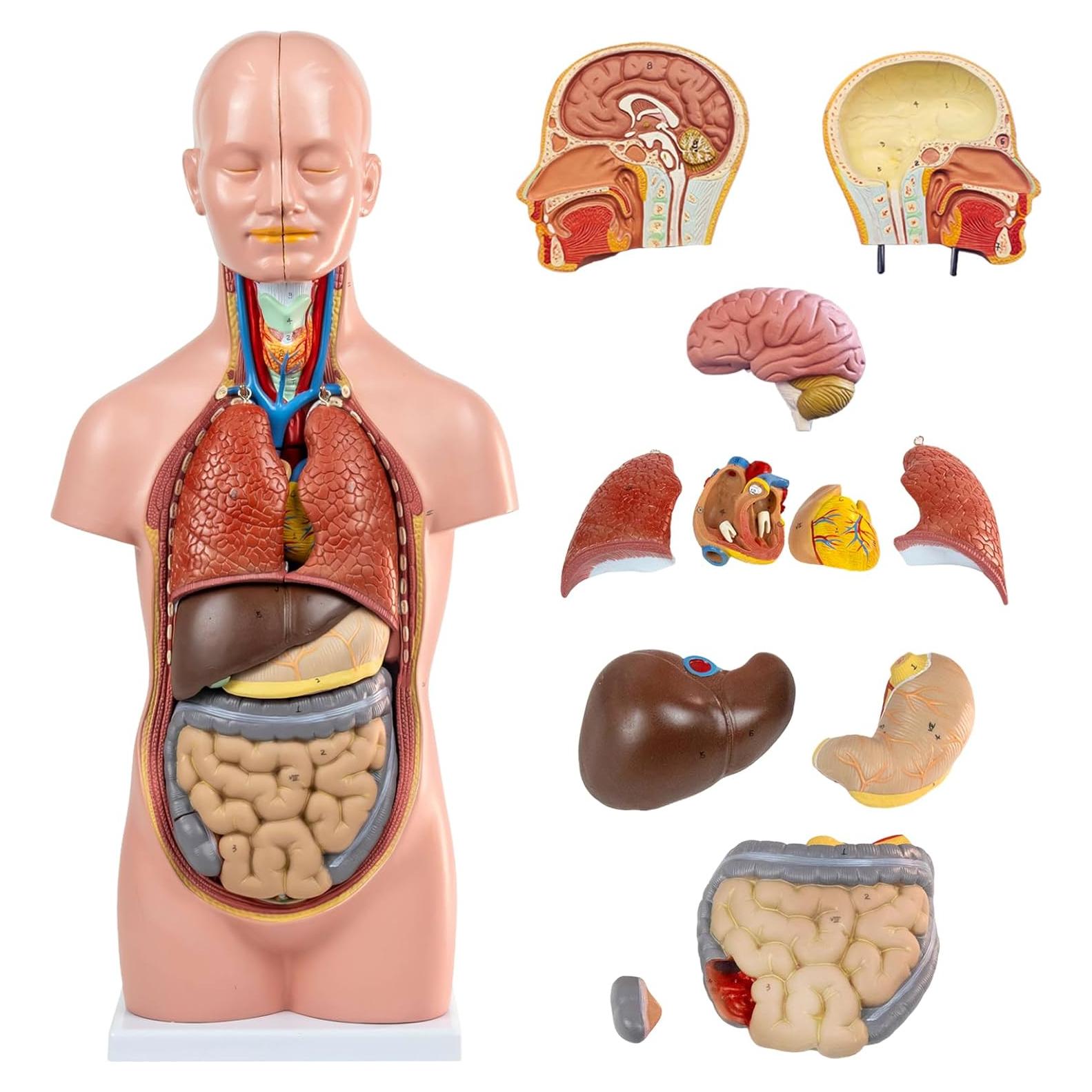 Modelo de Torso Humano HADWYN 20" 12 Piezas Desmontables
