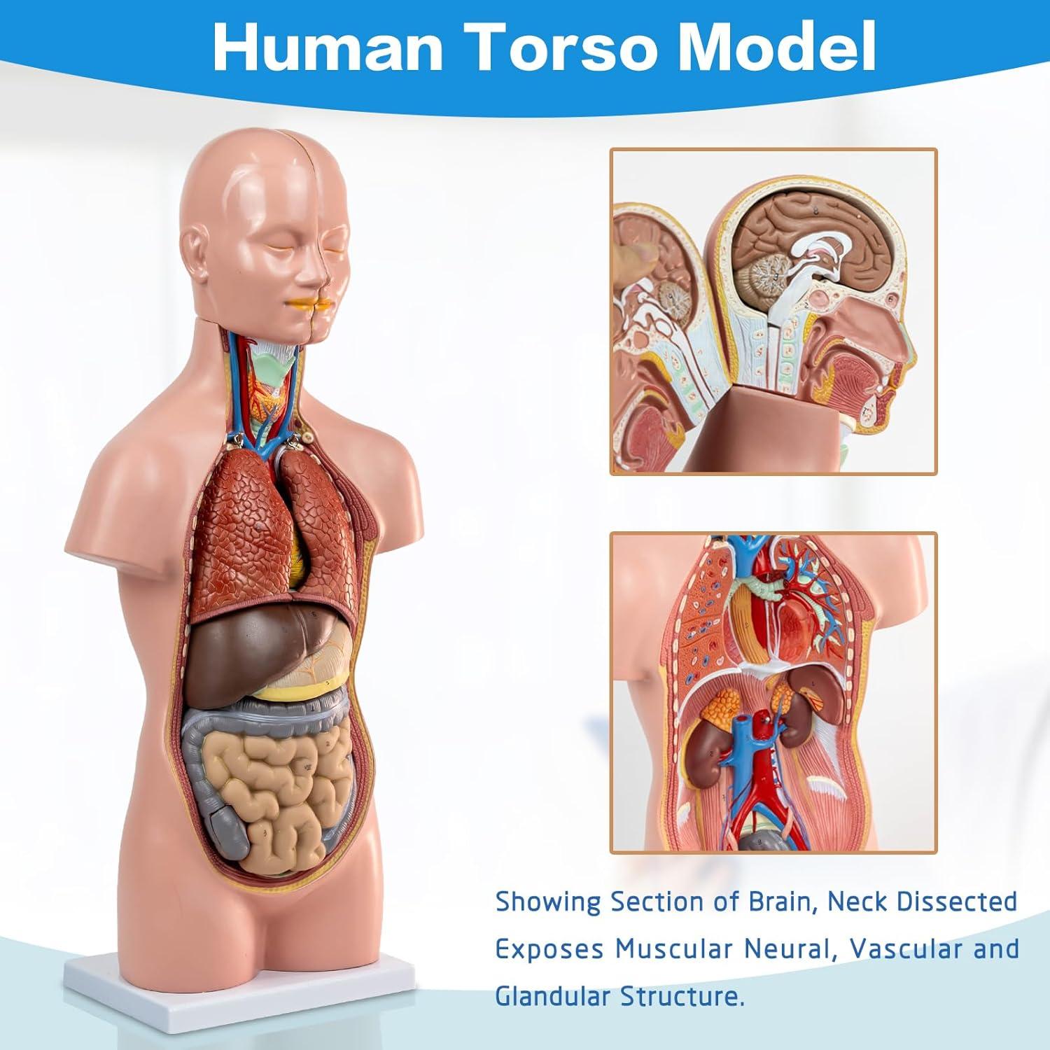 Modelo de Torso Humano HADWYN 20" 12 Piezas Desmontables