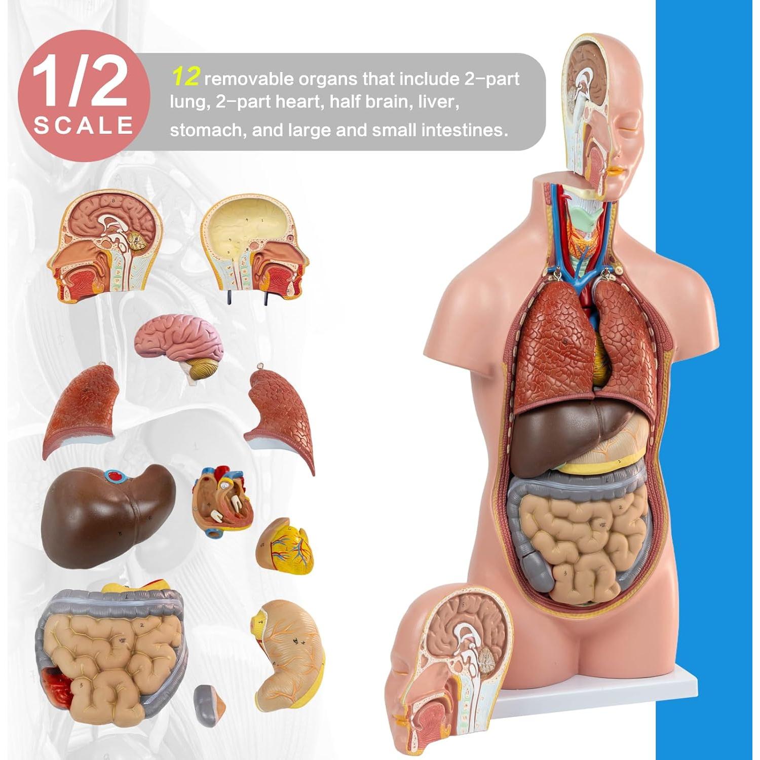 Modelo de Torso Humano HADWYN 20" 12 Piezas Desmontables