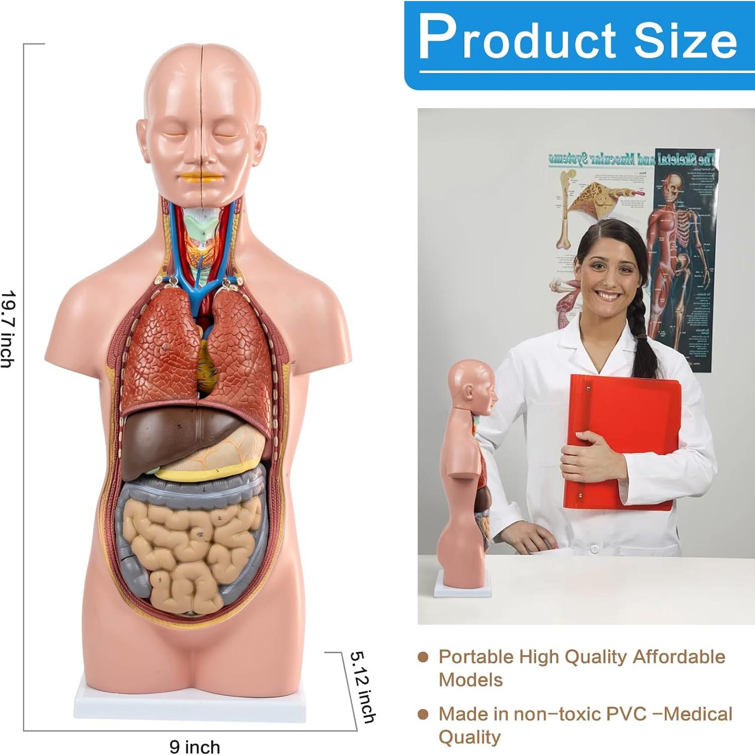 Modelo de Torso Humano HADWYN 20" 12 Piezas Desmontables