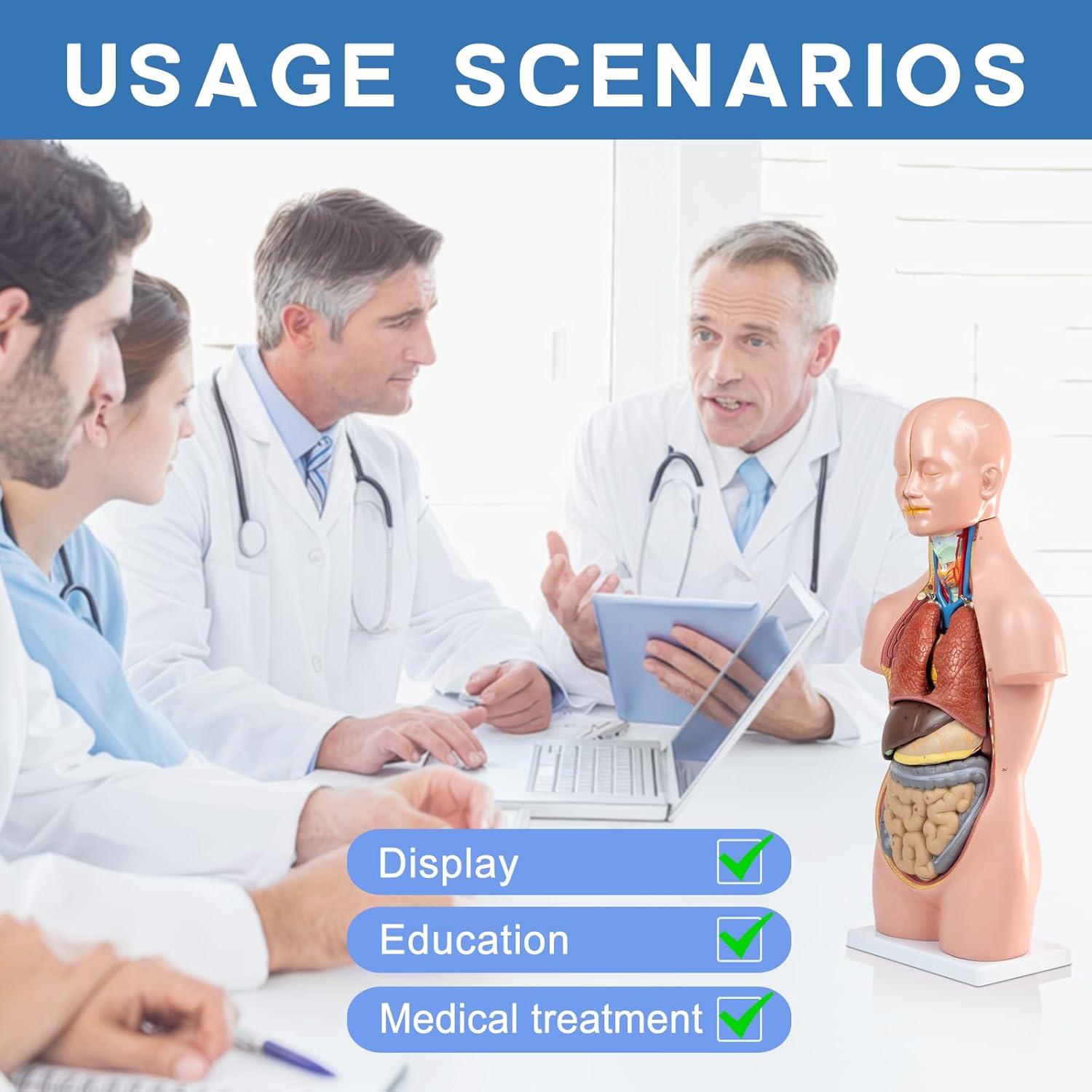 Modelo de Torso Humano HADWYN 20" 12 Piezas Desmontables