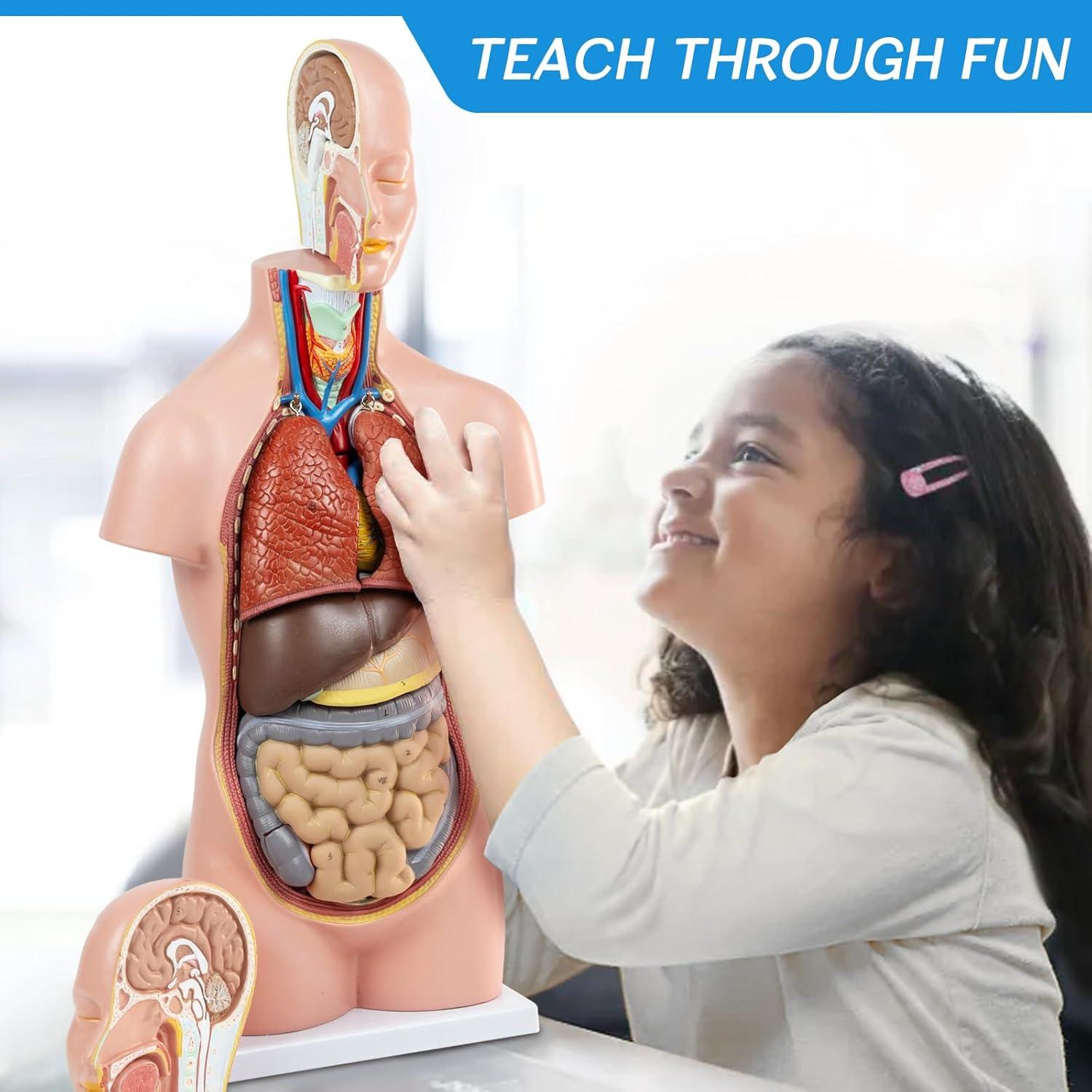 Modelo de Torso Humano HADWYN 20" 12 Piezas Desmontables