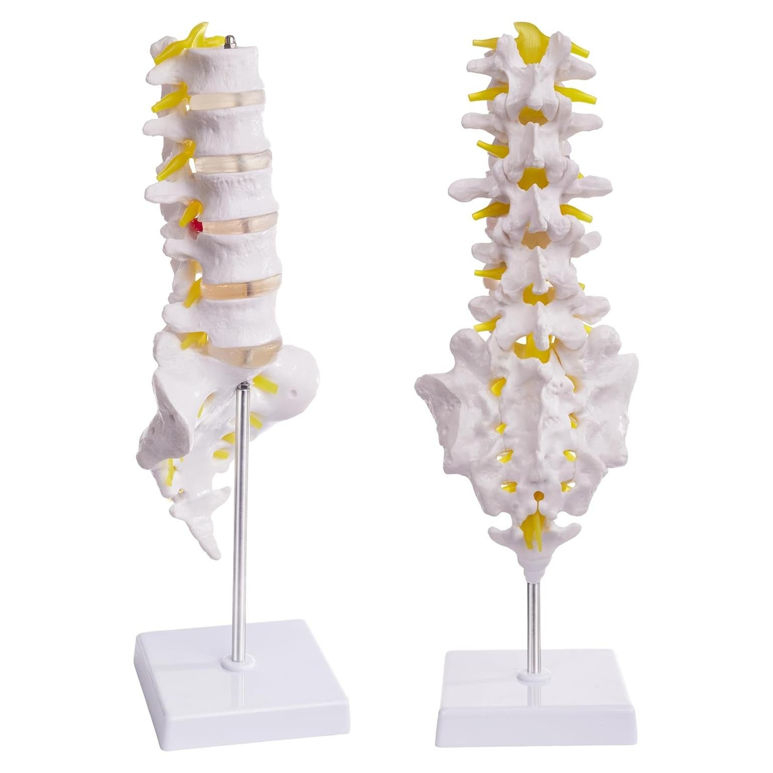Modelo de Columna Lumbar Ruiishunyy a Tamaño Real con 5 Vértebras
