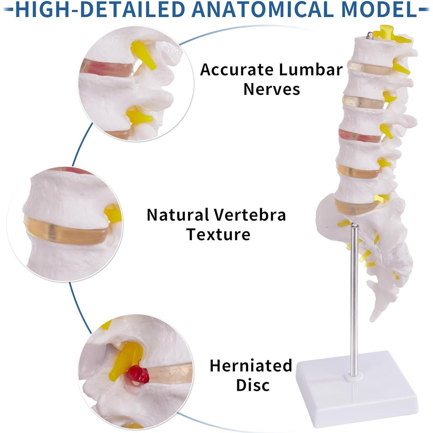 Modelo de Columna Lumbar Ruiishunyy a Tamaño Real con 5 Vértebras