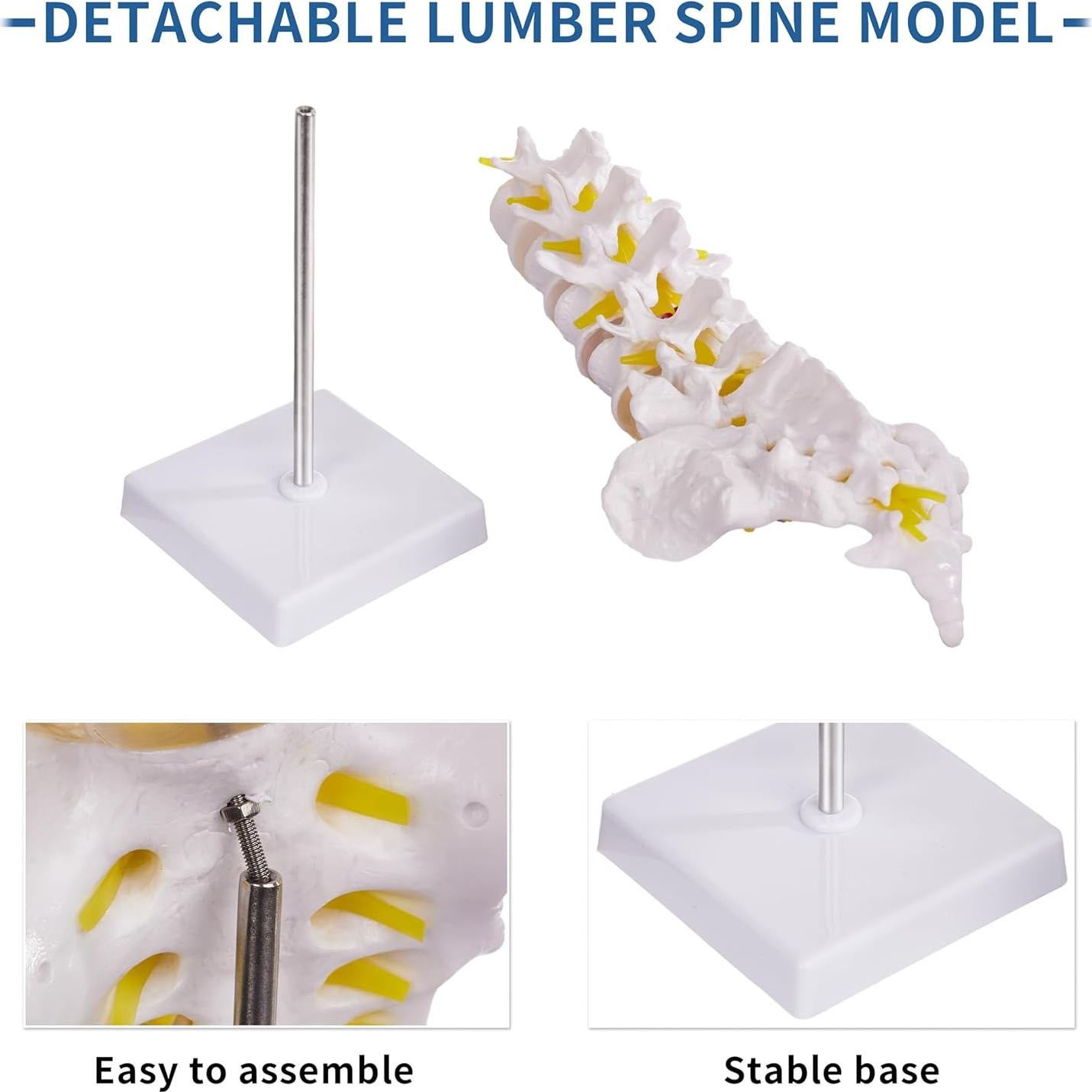 Modelo de Columna Lumbar Ruiishunyy a Tamaño Real con 5 Vértebras