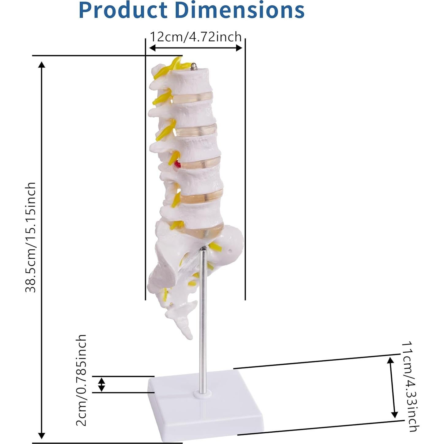 Modelo de Columna Lumbar Ruiishunyy a Tamaño Real con 5 Vértebras