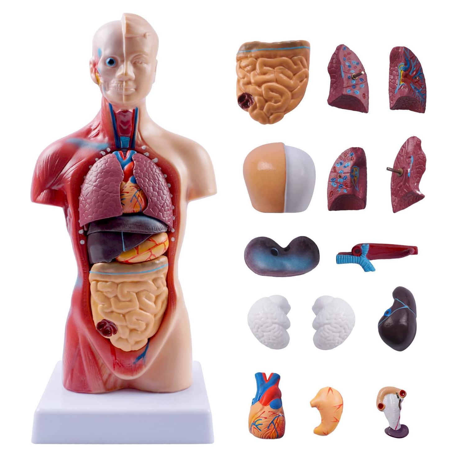 Modelo de Torso Humano Breesky 27.5 cm 15 Piezas Removibles