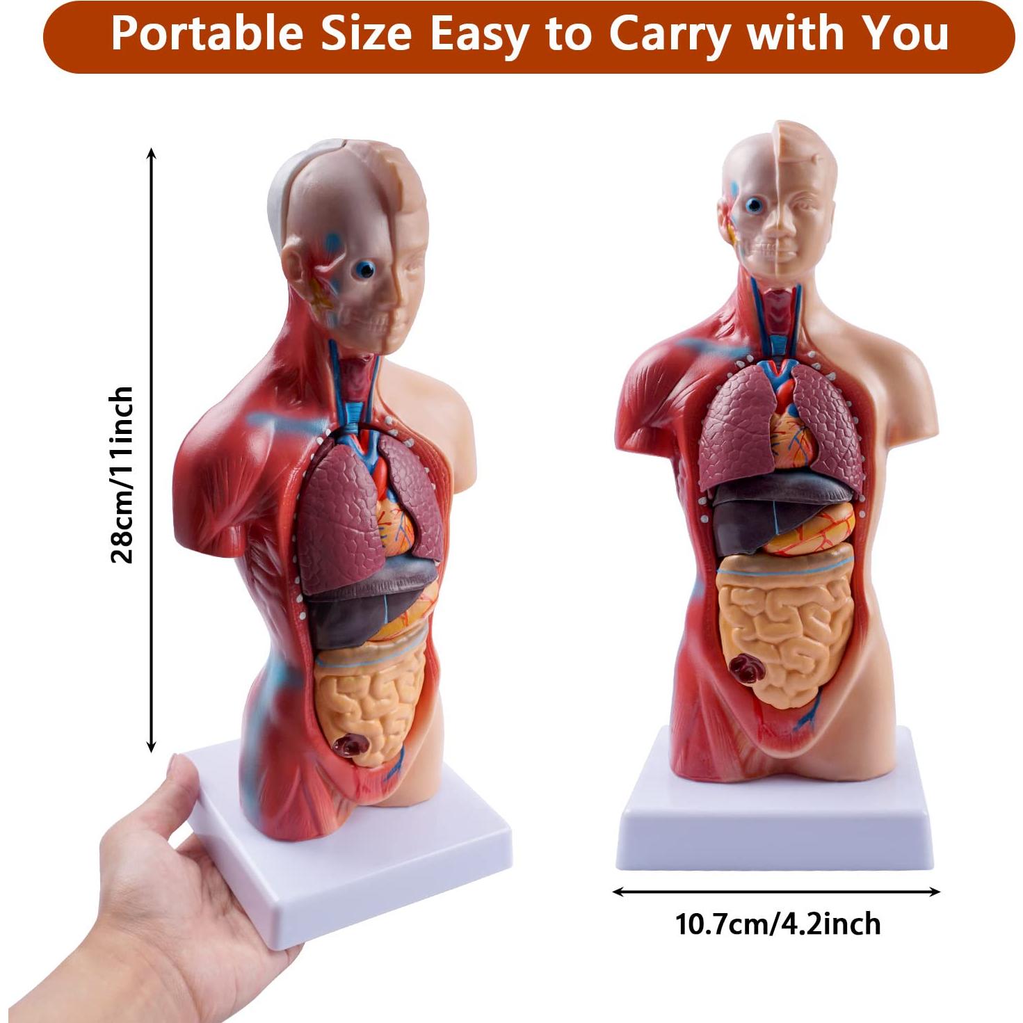 Modelo de Torso Humano Breesky 27.5 cm 15 Piezas Removibles