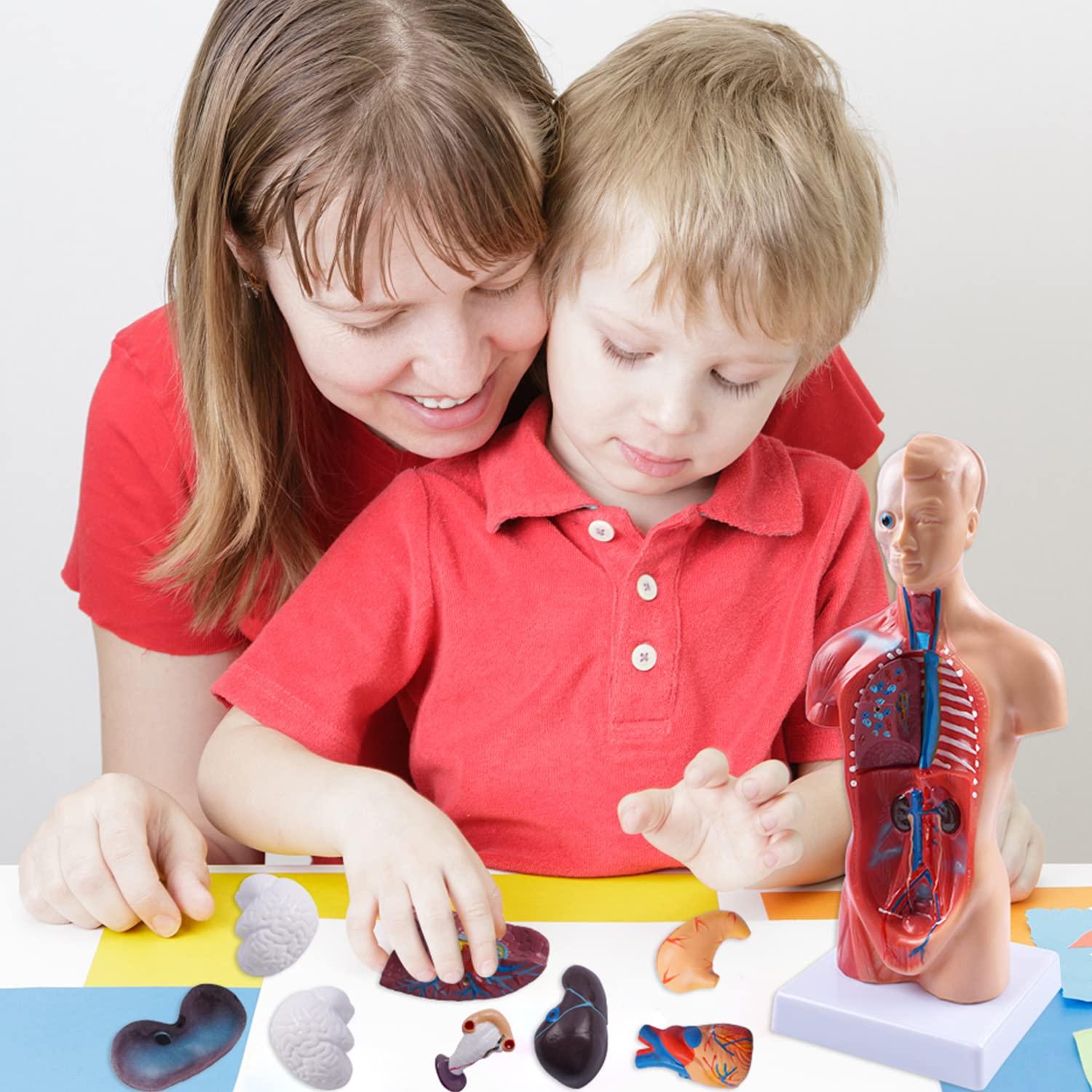 Modelo de Torso Humano Breesky 27.5 cm 15 Piezas Removibles