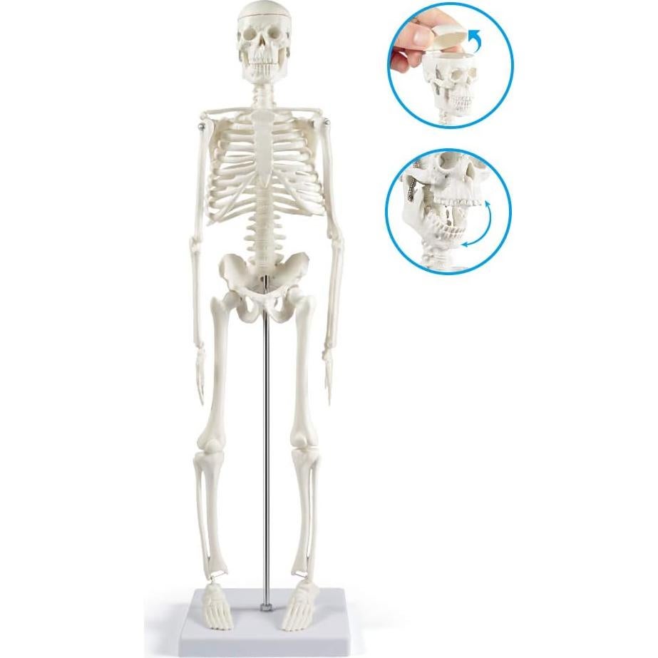 Modelo de Esqueleto Humano Mini Fivtyily 44.96 cm Articulado