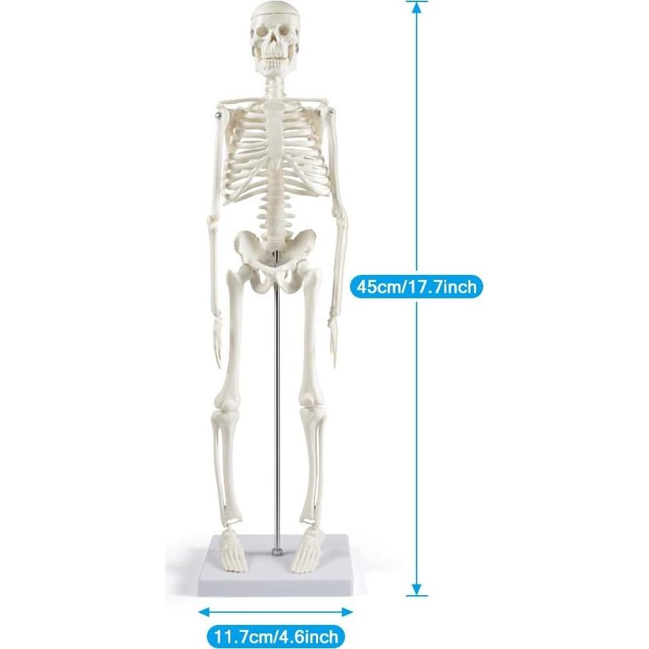 Modelo de Esqueleto Humano Mini Fivtyily 44.96 cm Articulado