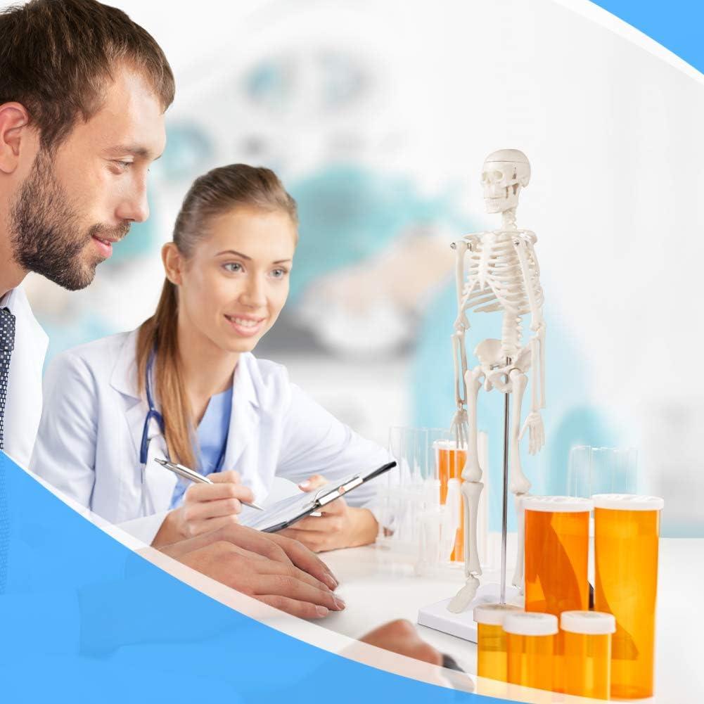 Modelo de Esqueleto Humano Mini Fivtyily 44.96 cm Articulado