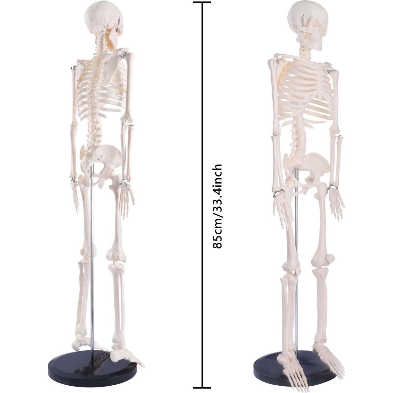 Modelo de Esqueleto Humano Breesky 85.1 cm Articulado