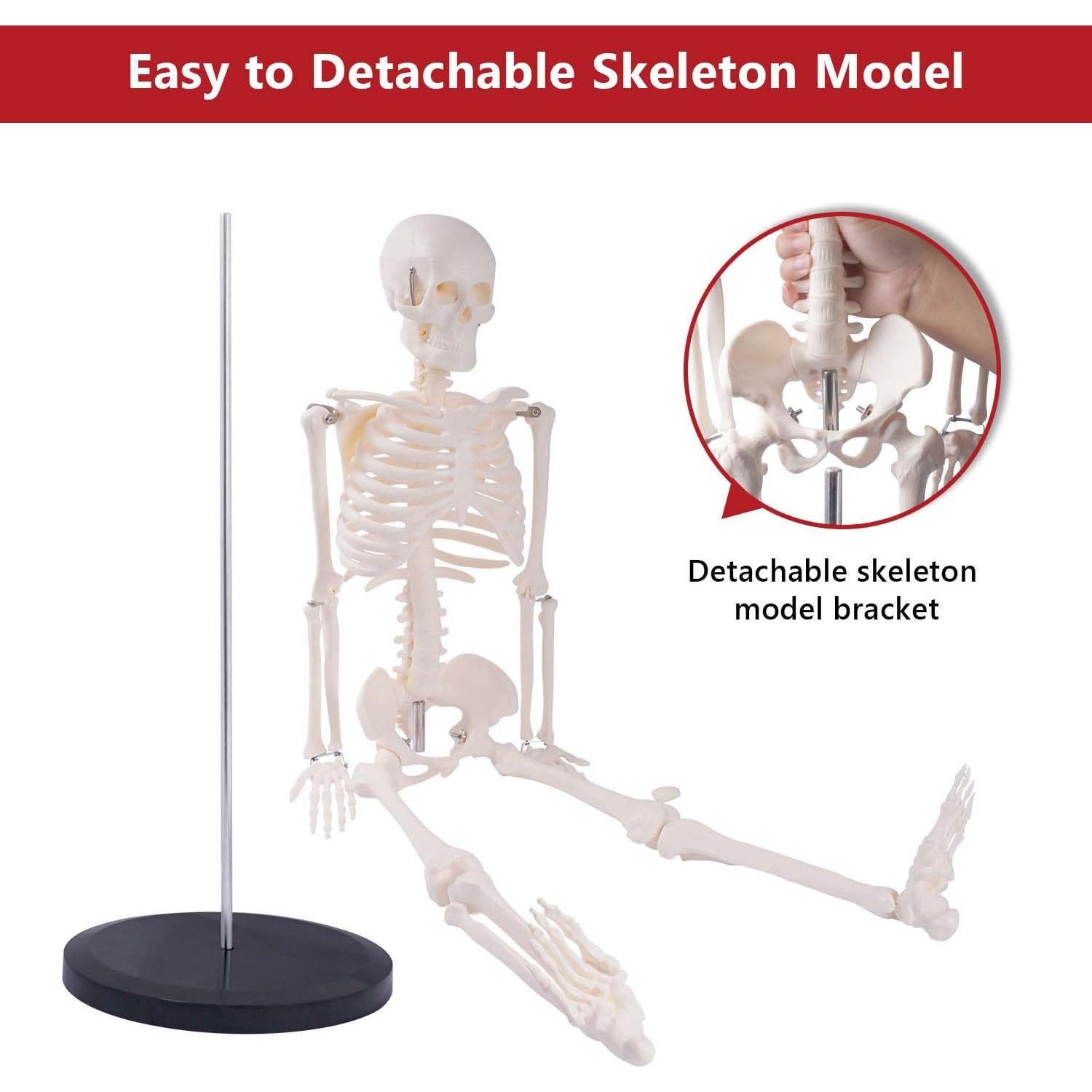 Modelo de Esqueleto Humano Breesky 85.1 cm Articulado