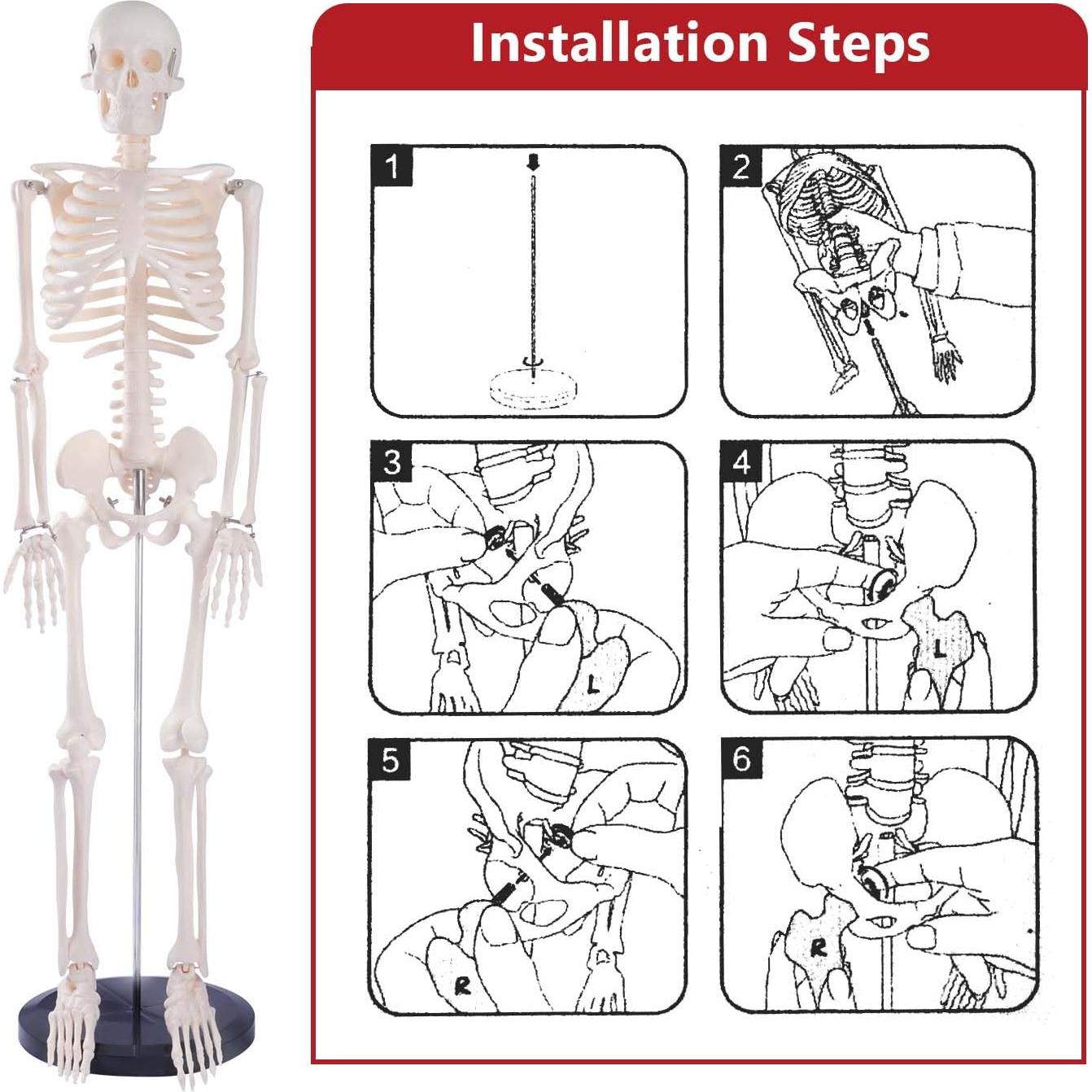 Modelo de Esqueleto Humano Breesky 85.1 cm Articulado