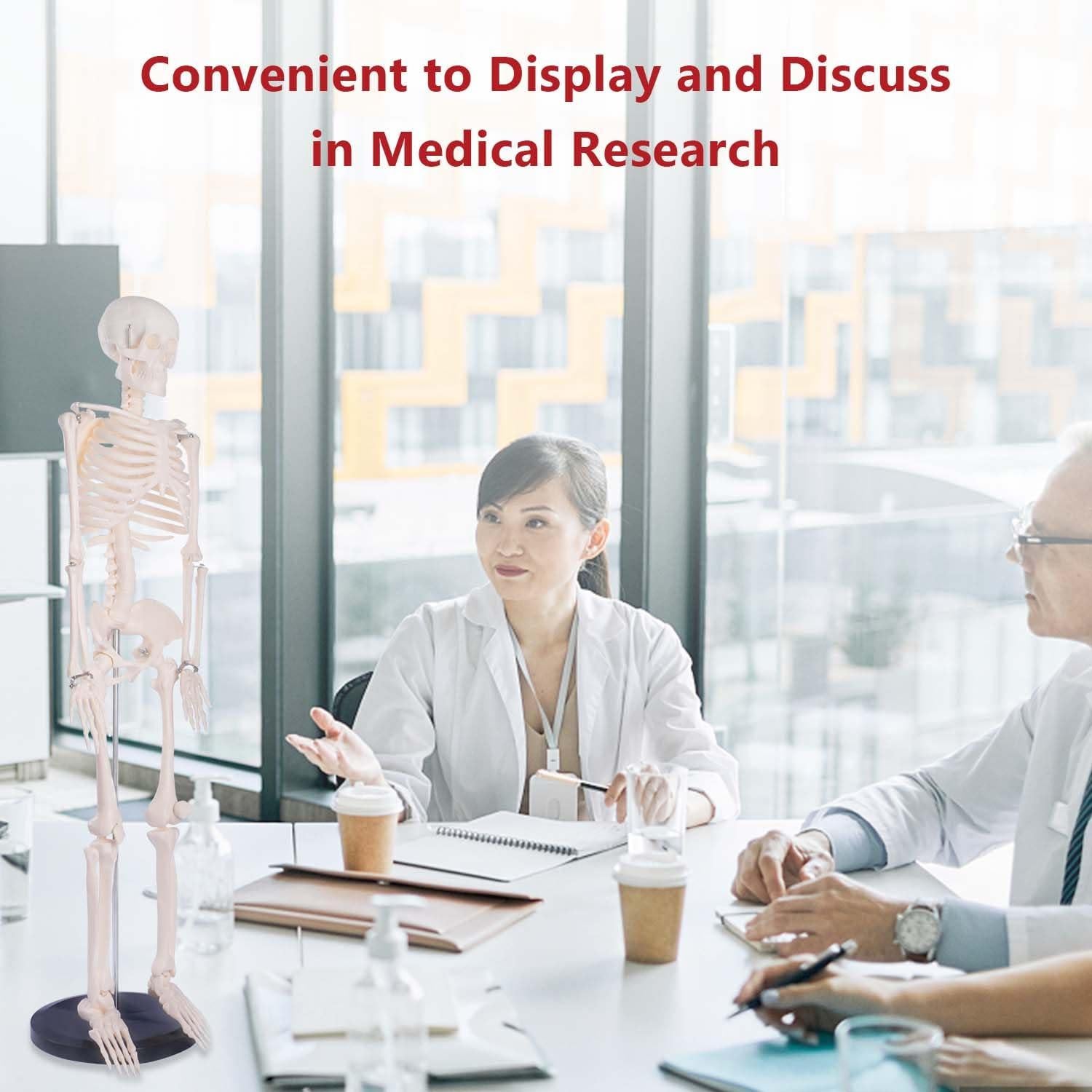 Modelo de Esqueleto Humano Breesky 85.1 cm Articulado