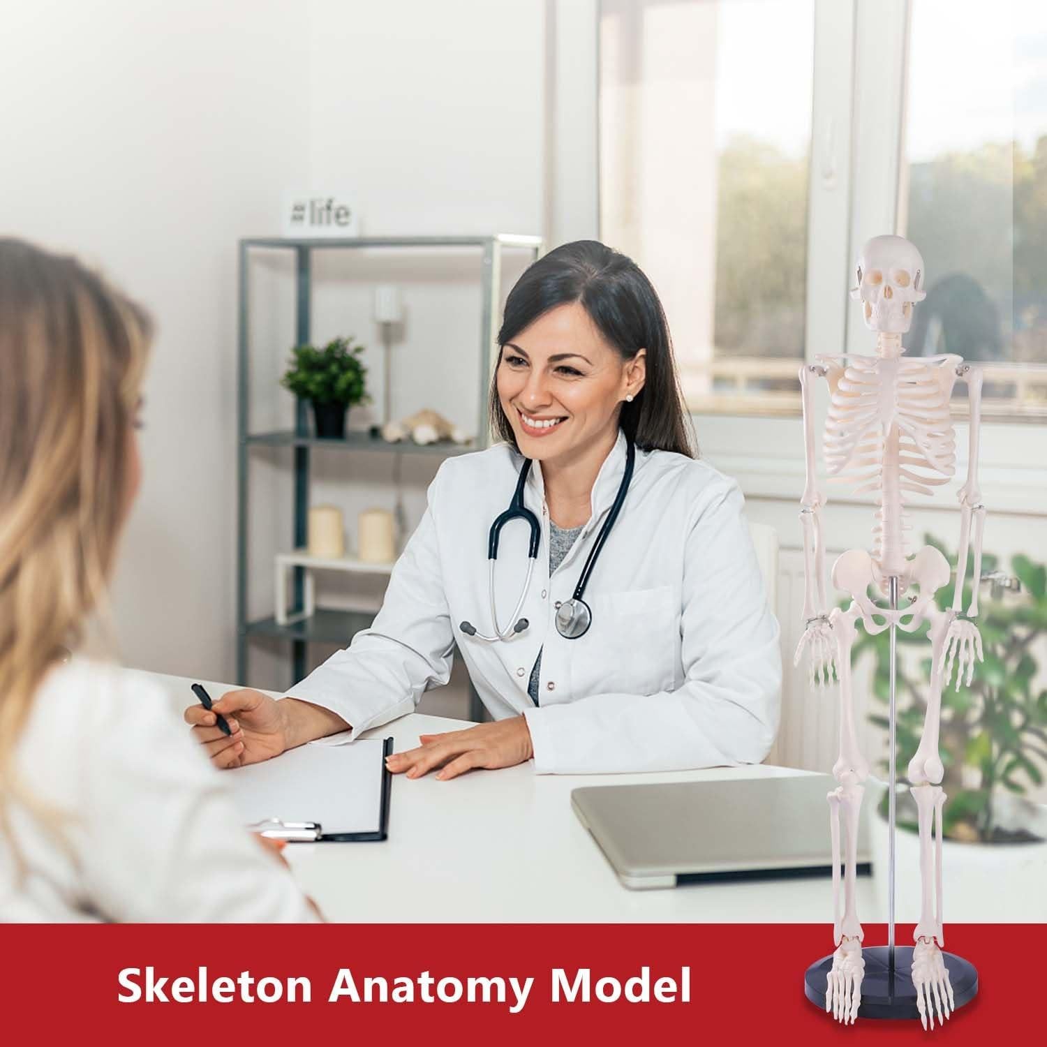 Modelo de Esqueleto Humano Breesky 85.1 cm Articulado