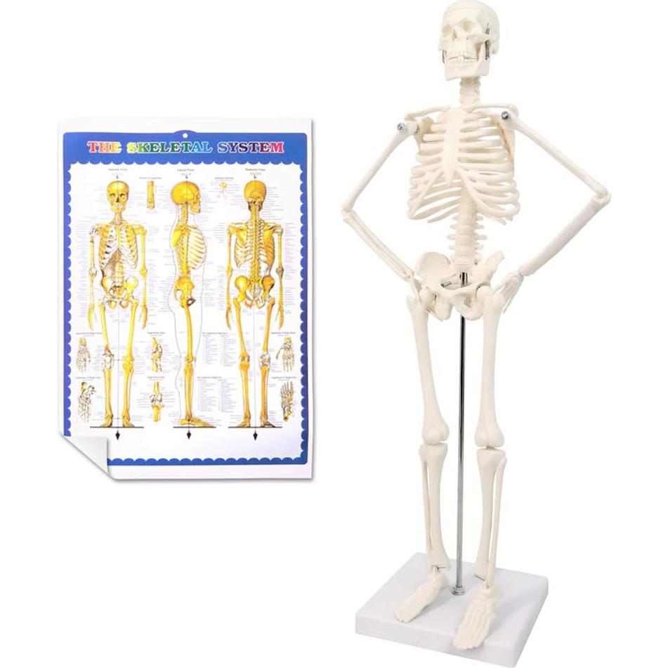 Modelo de Esqueleto Humano 44.96 cm New Horizon