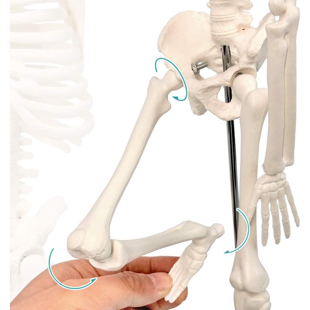 Modelo de Esqueleto Humano 44.96 cm New Horizon