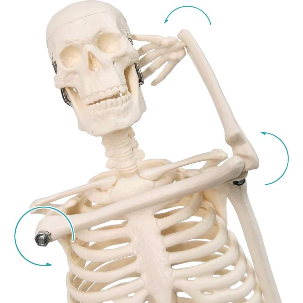 Modelo de Esqueleto Humano 44.96 cm New Horizon