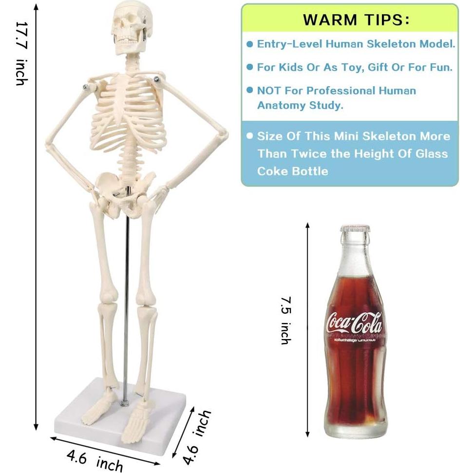 Modelo de Esqueleto Humano 44.96 cm New Horizon