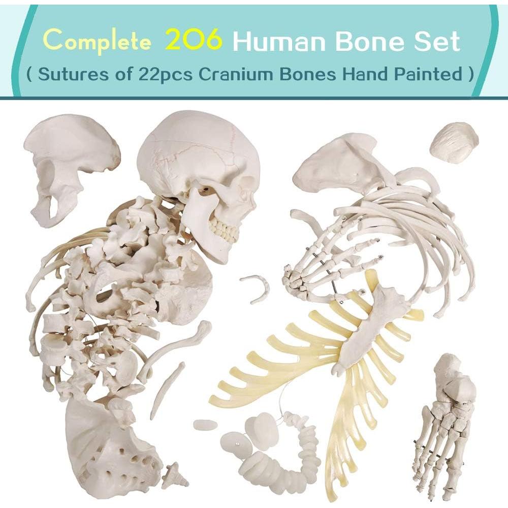 Modelo de Esqueleto Humano Desarticulado Generies 170 cm