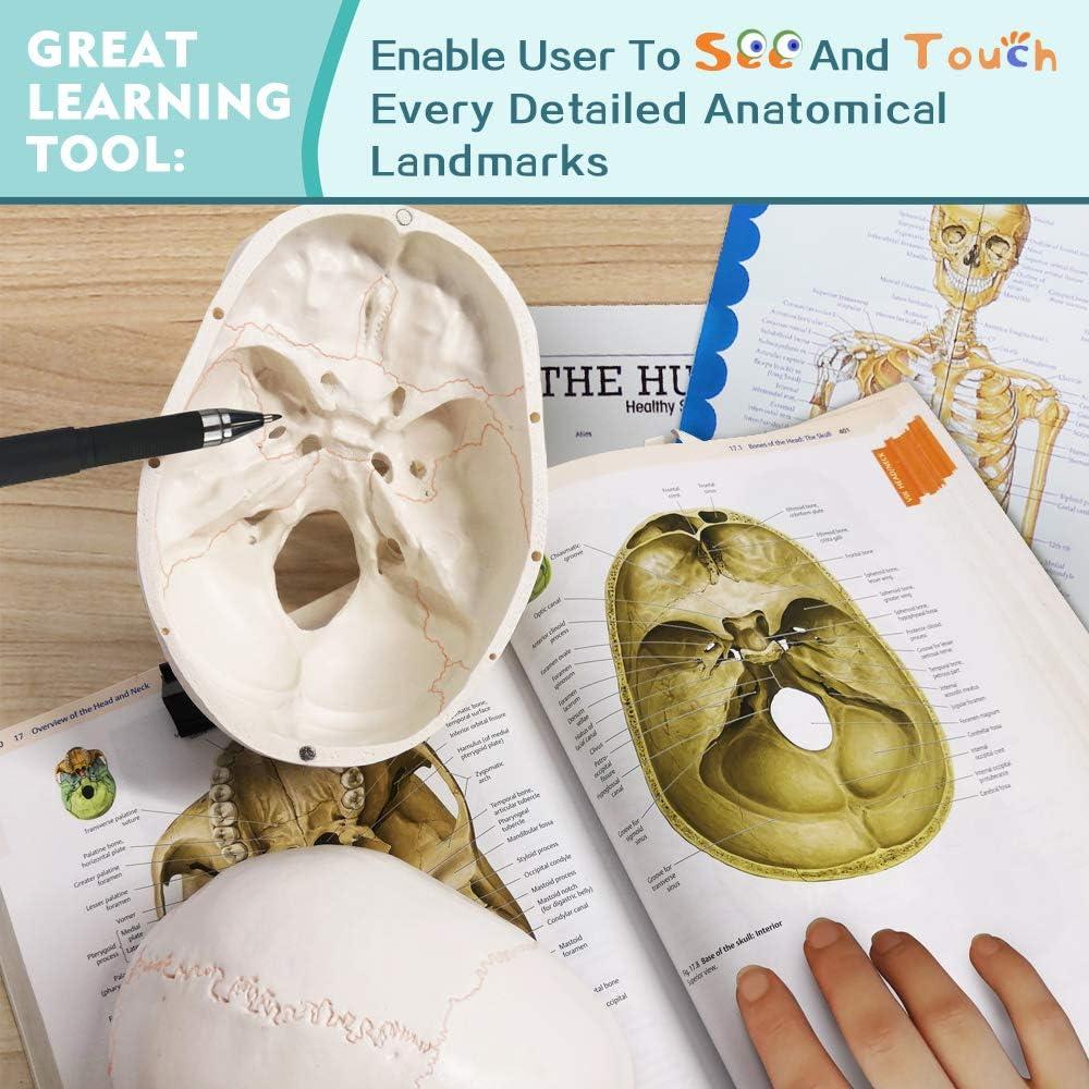 Modelo de Esqueleto Humano Desarticulado Generies 170 cm