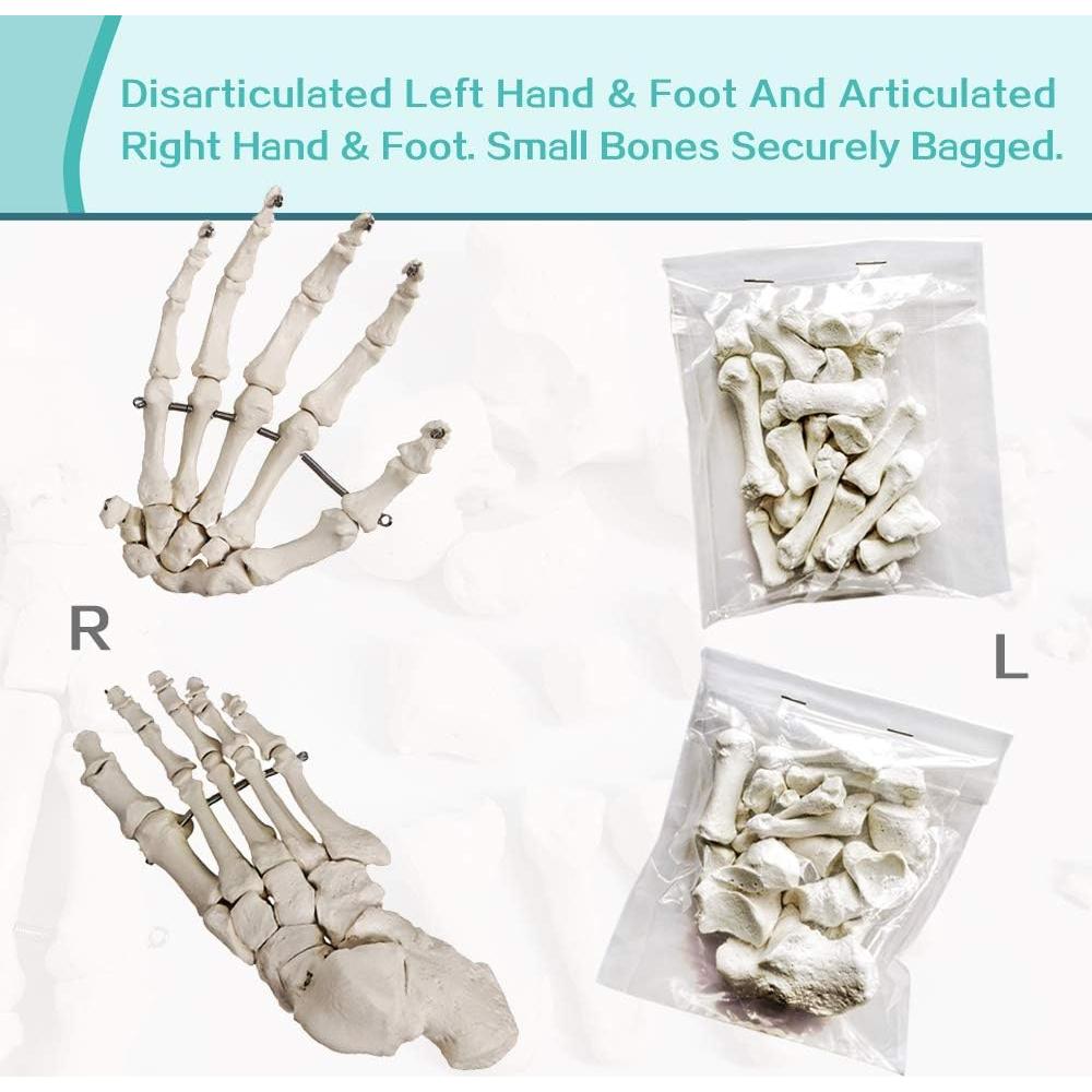 Modelo de Esqueleto Humano Desarticulado Generies 170 cm
