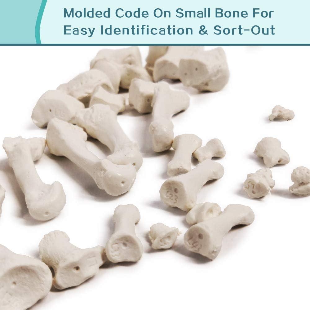 Modelo de Esqueleto Humano Desarticulado Generies 170 cm