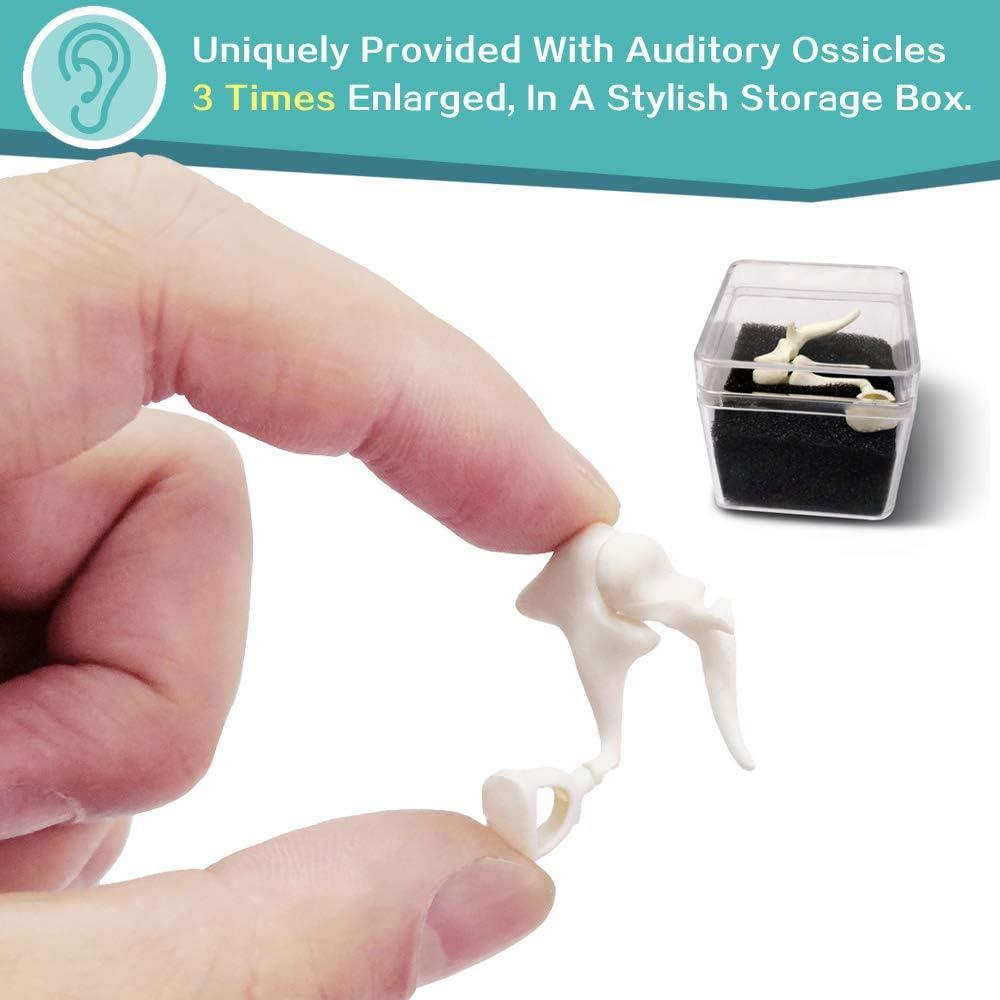 Modelo de Esqueleto Humano Desarticulado Generies 170 cm