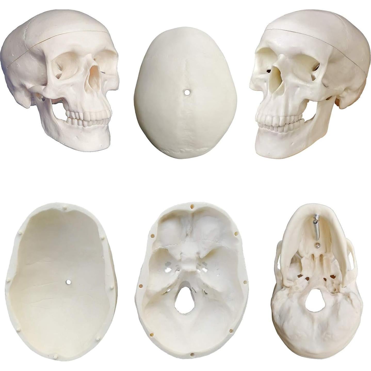 Modelo de Esqueleto Humano TakeTex 85 cm Anatómico Móvil