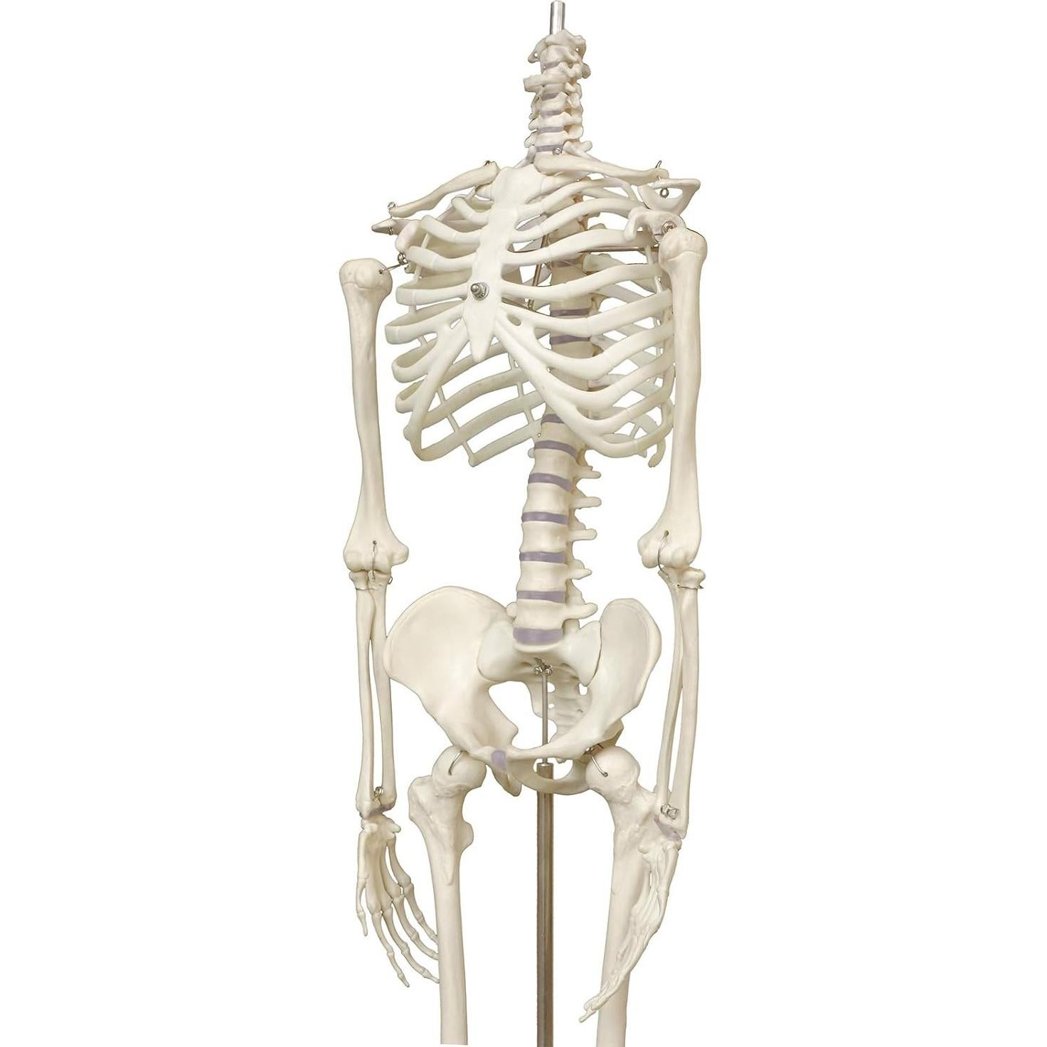 Modelo de Esqueleto Humano TakeTex 85 cm Anatómico Móvil