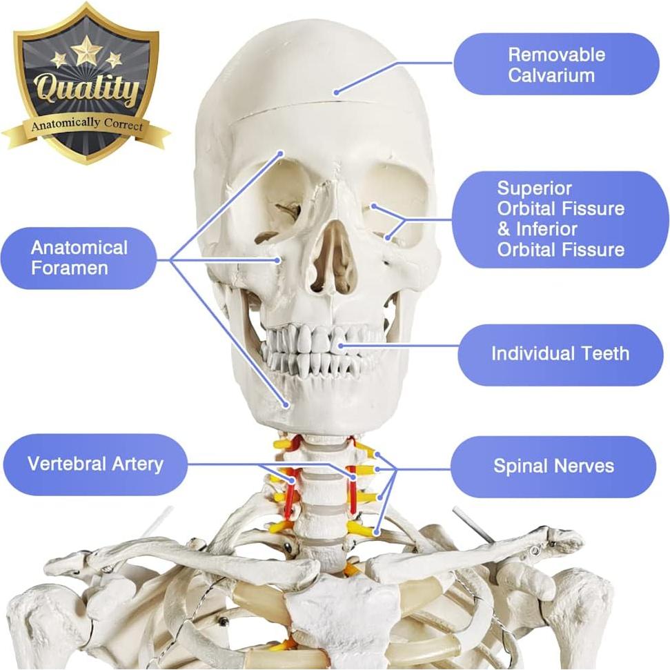 Modelo Esquelético Humano Anatómico 179.5 cm con Soporte Rodante