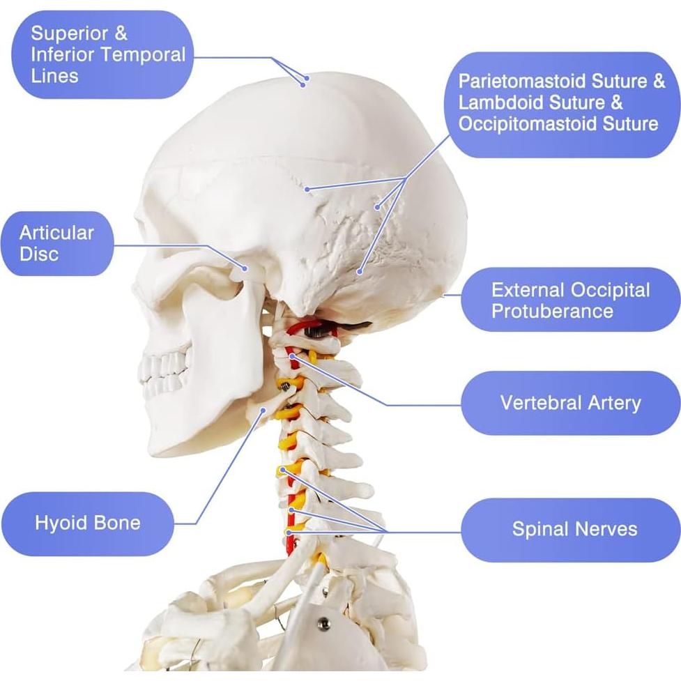 Modelo Esquelético Humano Anatómico 179.5 cm con Soporte Rodante