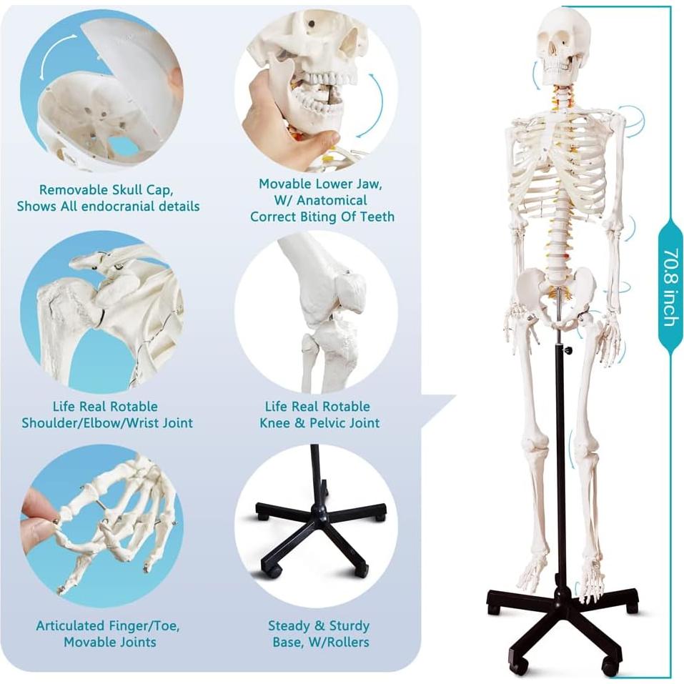 Modelo Esquelético Humano Anatómico 179.5 cm con Soporte Rodante