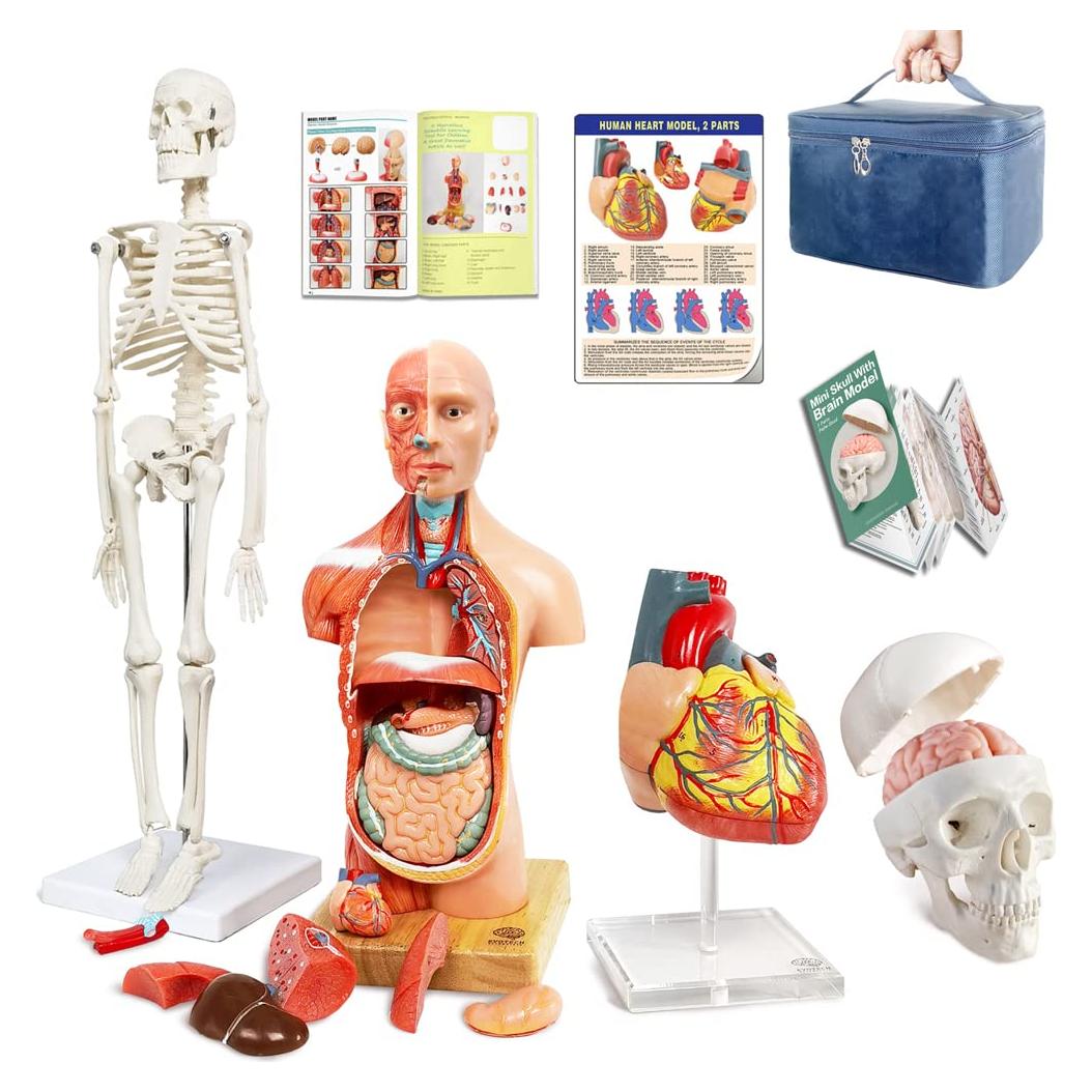 Modelo Anatómico Cuerpo Humano EVOTECH 4 Piezas Educativas