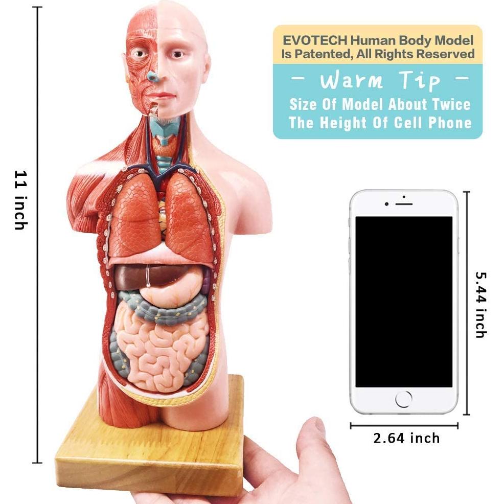 Modelo Anatómico Cuerpo Humano EVOTECH 4 Piezas Educativas