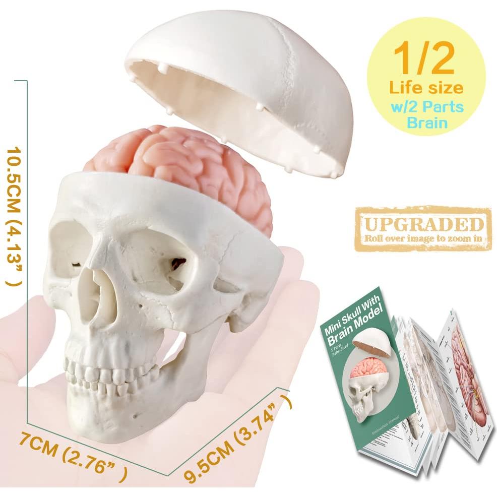 Modelo Anatómico Cuerpo Humano EVOTECH 4 Piezas Educativas